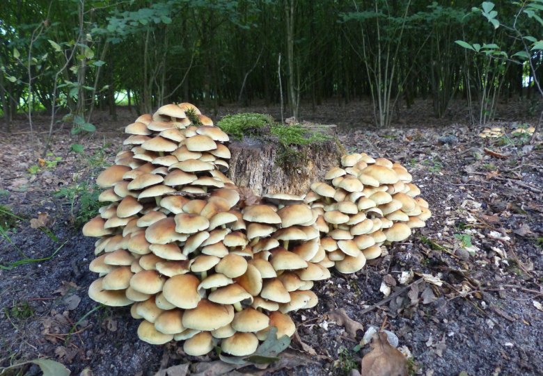 Paddenstoelenwandeling