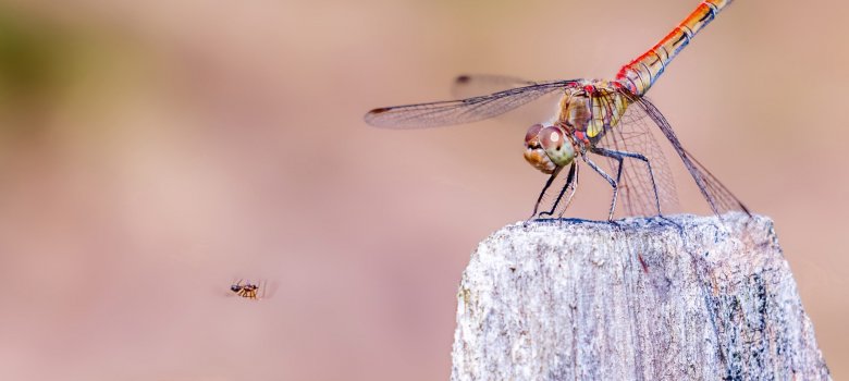 Expositie ‘Foto’s uit de natuur’