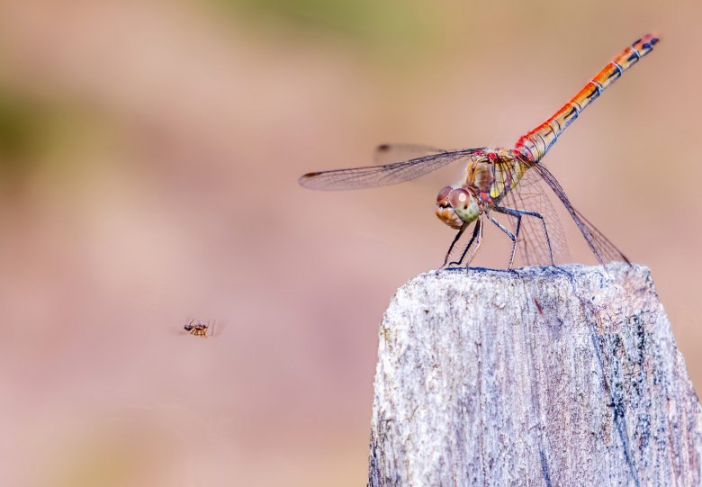 Expositie ‘Foto’s uit de natuur’