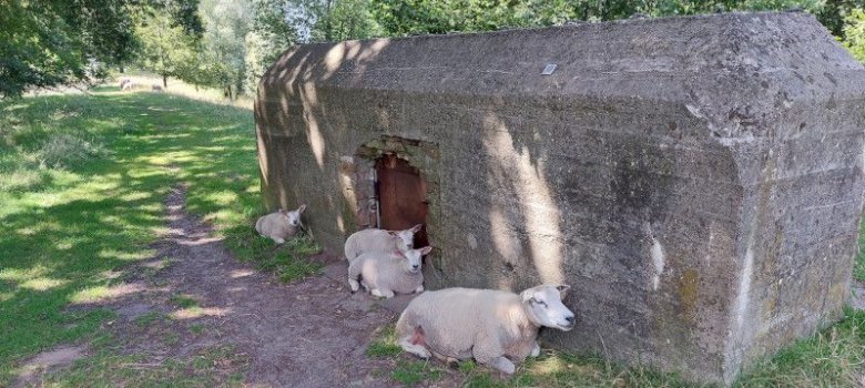 Avondwandeling: Flora en fauna