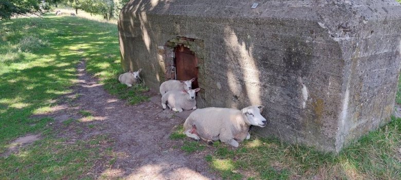 Avondwandeling: Flora en fauna Grebbelinie