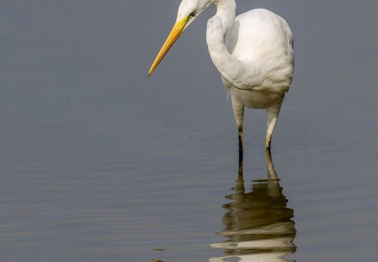 Vogelexcursies IVN Dronten