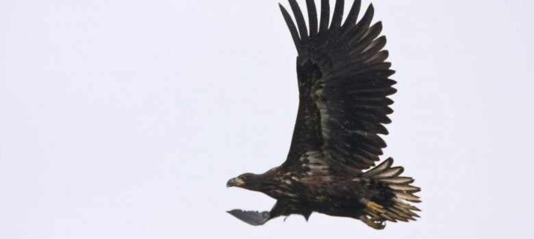 Vogels van de Oostvaardersplassen
