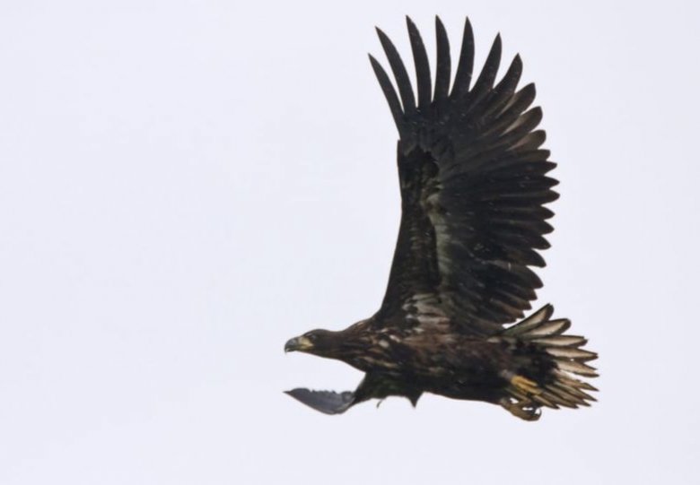 Vogels van de Oostvaardersplassen