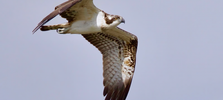 Najaarstrek van de vogels op Tiengemeten