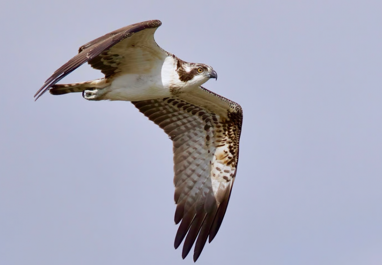 Najaarstrek van de vogels op Tiengemeten