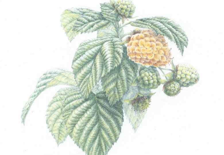 Botanisch tekenen: zomerfruit
