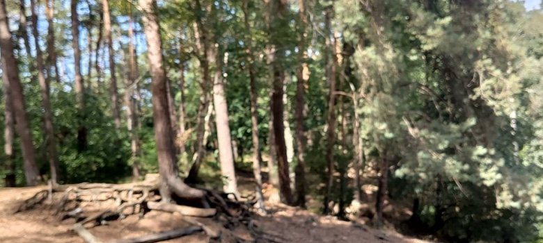 Bosbadwandeling Shinrin Yoku