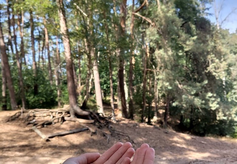 Bosbadwandeling Shinrin Yoku