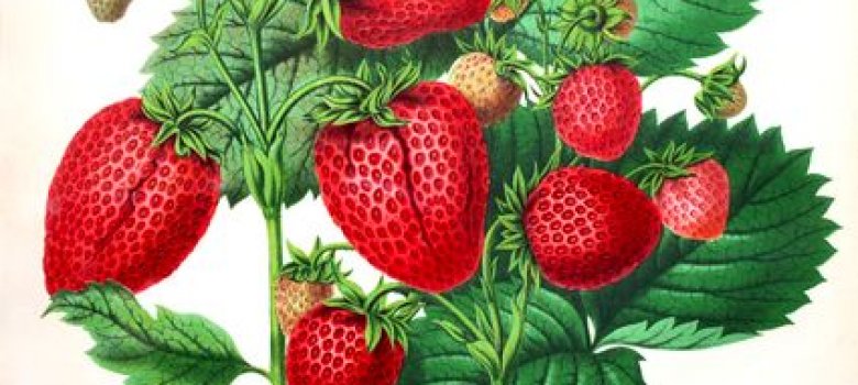 Van aardbei tot zomerkoninkje