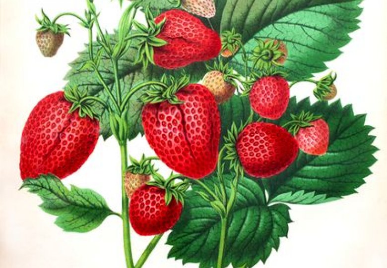 Van aardbei tot zomerkoninkje