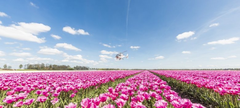 Tulpenfestival 