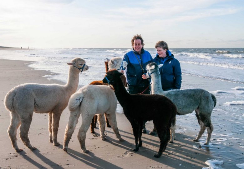 Alpacas Zeelandia