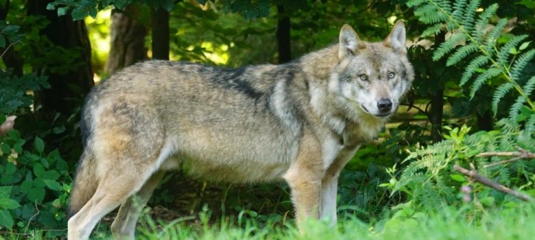 Natuurmonumenten: wandeling Wolven op de Veluwe