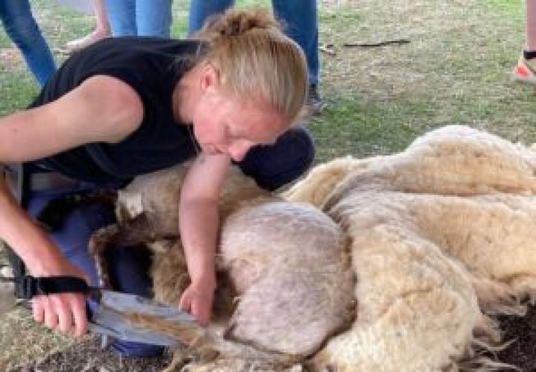 SCHAAPSCHEERFEEST DIERENWEIDE ZONNEHOEVE