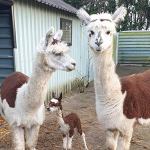 De_Vrijetijdkrant_kinderboerderijen_Schouwen_Duiveland_Faunapark_Flakkee