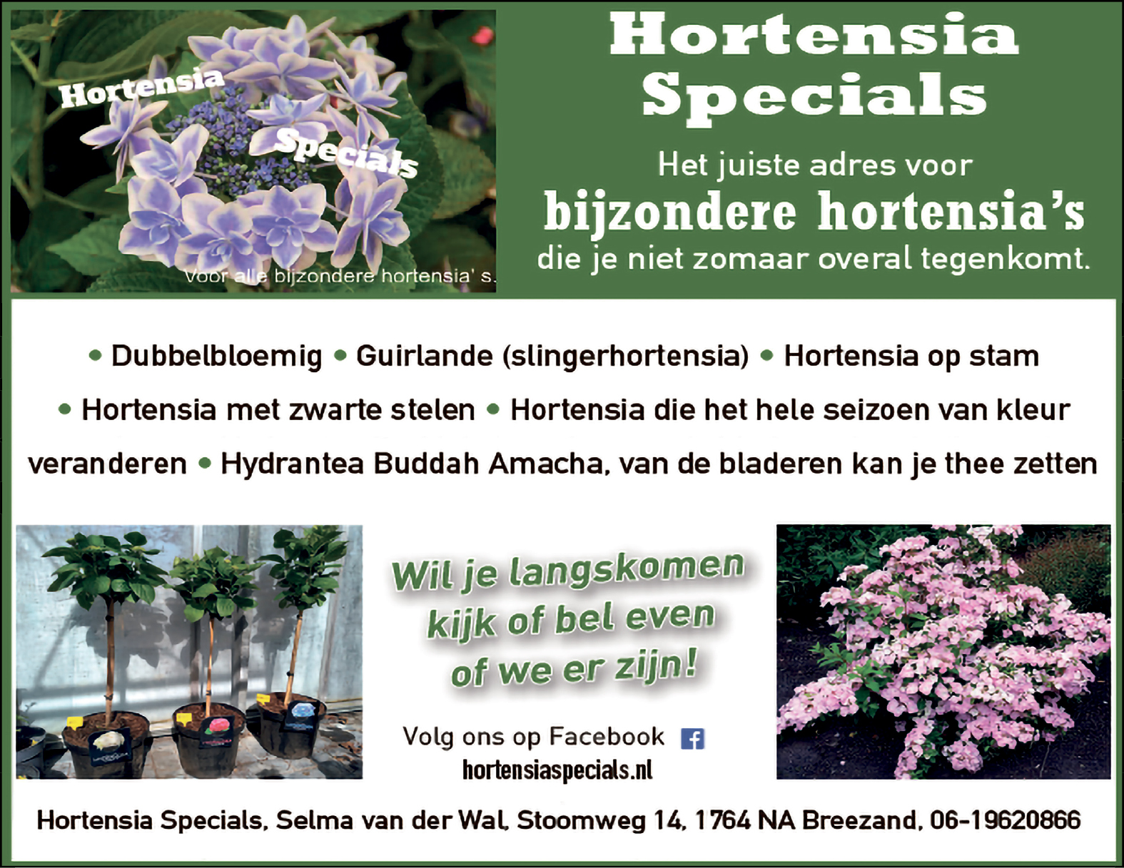 Hortensia Specials