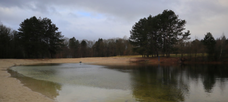 Zwarte Dennen (boswachterij Staphorst)