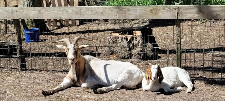 Dierenweide De Zonnehoeve