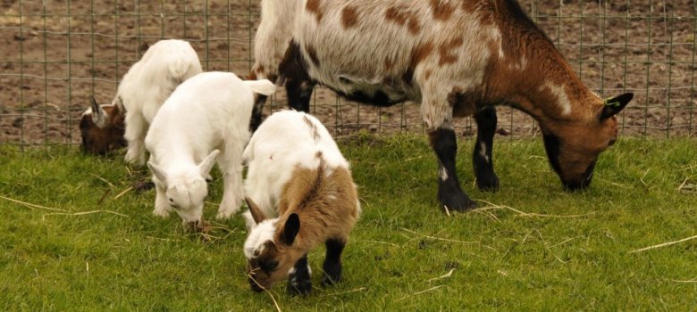 Kinderboerderij De Meent